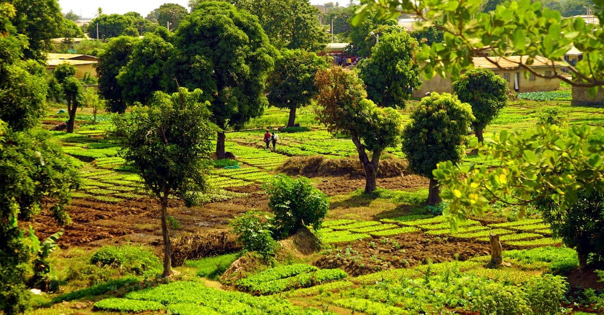 Ảnh Burkina Faso