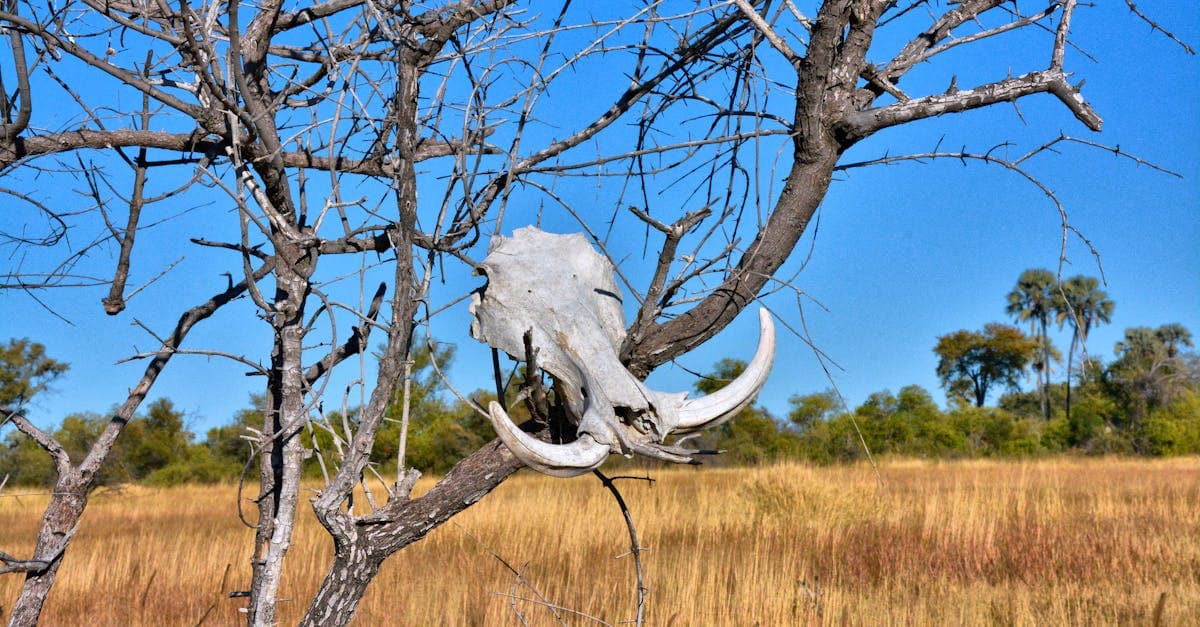 Ảnh Botswana