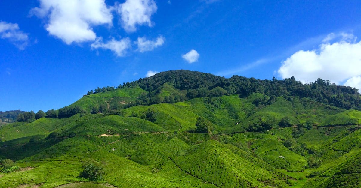 eSIM Malaysia: Maxis vs Celcom vs Digi — chọn nhà mạng nào